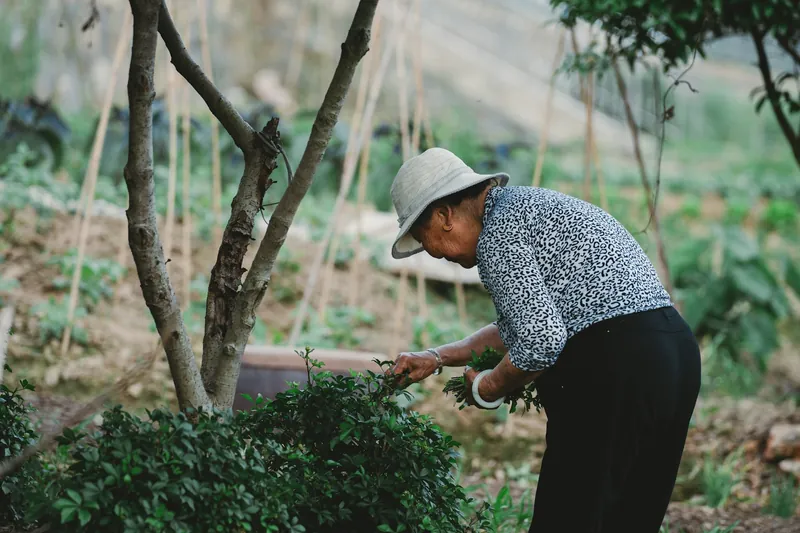 Senhora de chapéu cuidando das plantas de uma horta